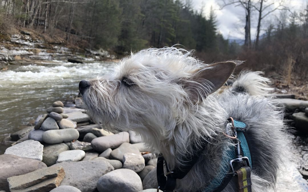 How to find a dog sitter through Rover.com